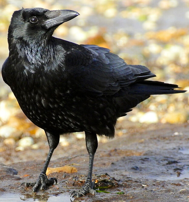 A crow