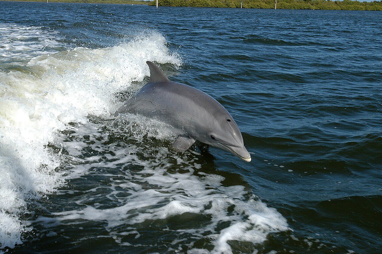 A dolphin swimming underwater