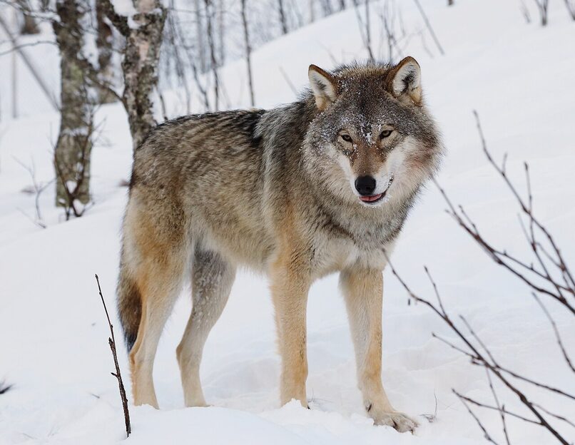 A wolf
